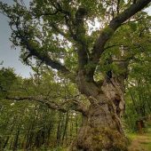 El-Roblón-de-Estalaya El-Roblón-de-Estalaya