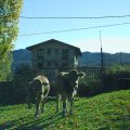 casa-con-animales